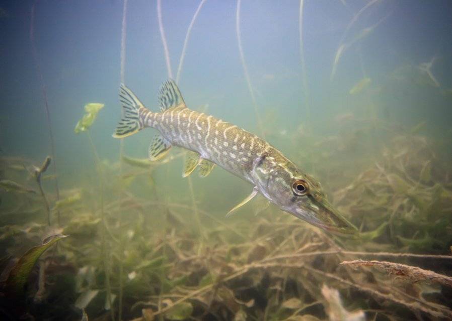 щука, подводное фото, Эдуард VTORNIK  Николаев