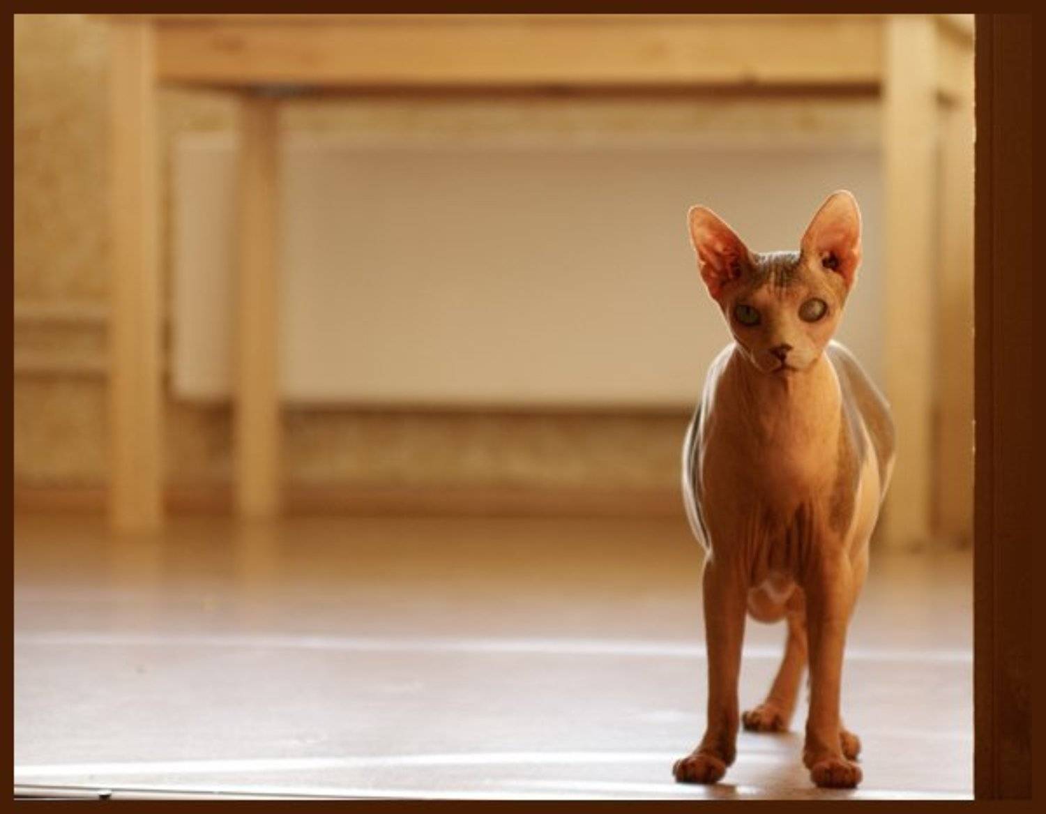 канадский сфинкс, кот, Ошун