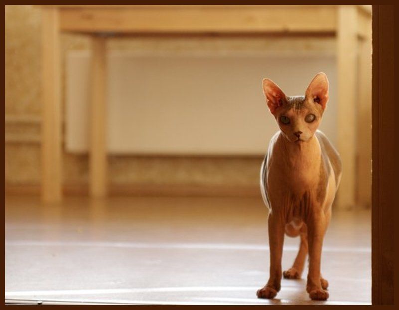 канадский сфинкс, кот Кто здесь? фото превью