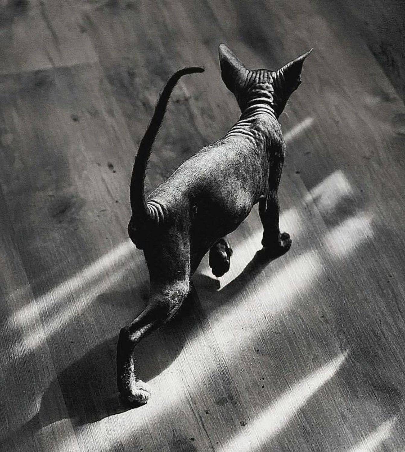 , Василий Черкасский