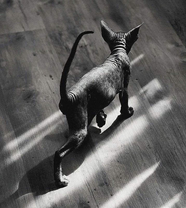 Диагонали ... фото превью