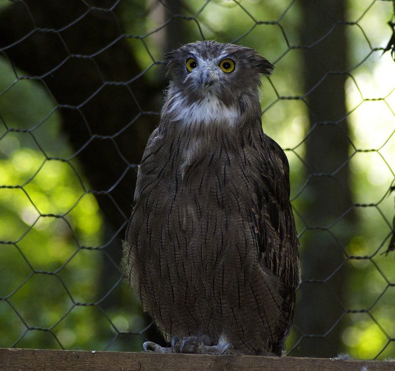 Соколиный центр фото превью