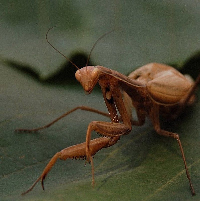 богомол Вечерело, Богомол вышел на охоту... фото превью