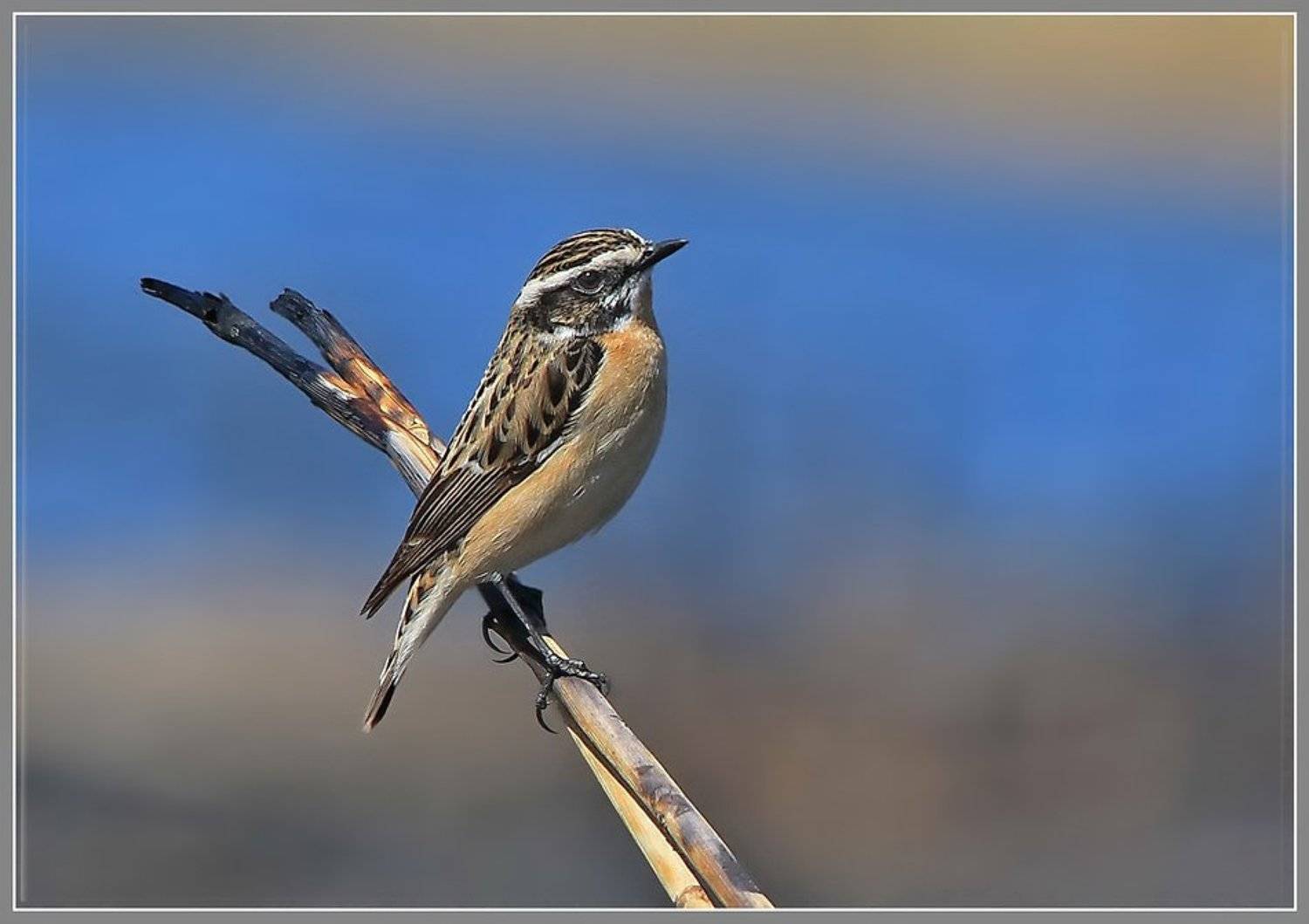 чекан луговой , saxicola ruberta, Леонид