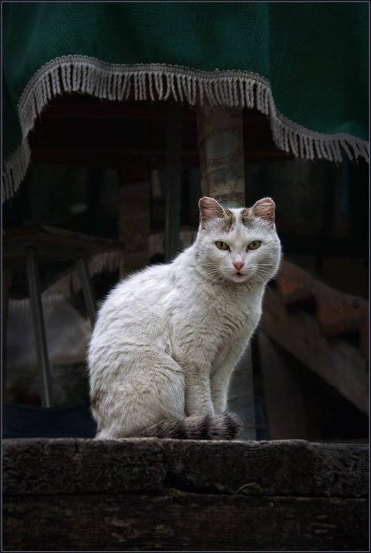 кот, кошка, владимир