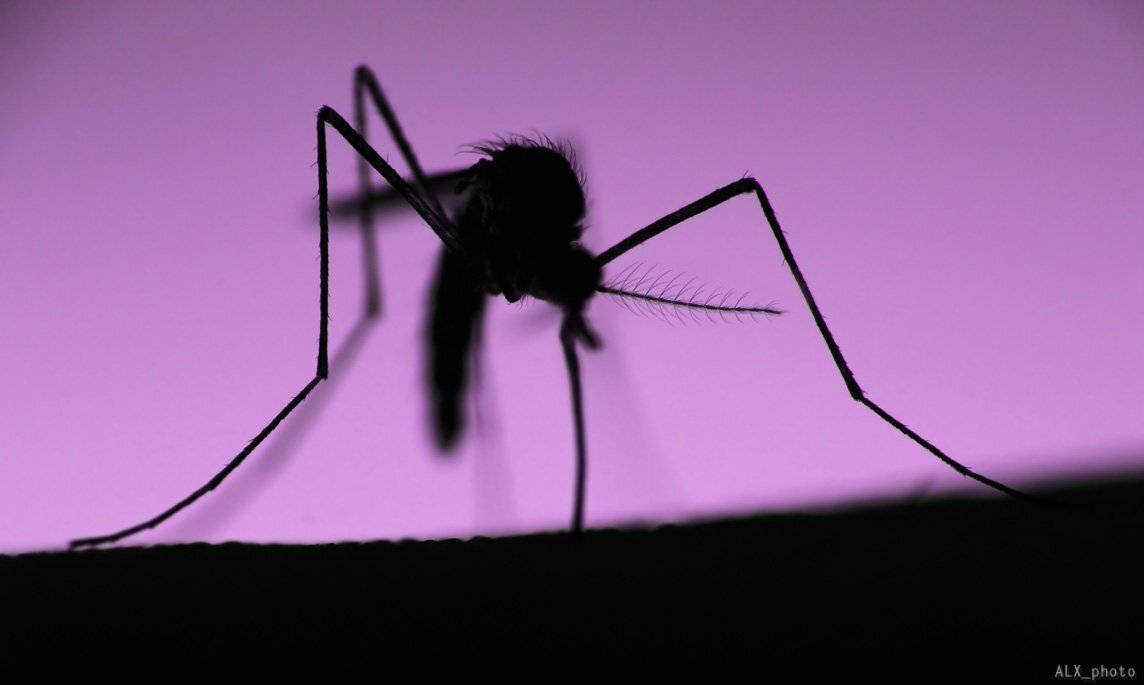 , Алексей Шевцов