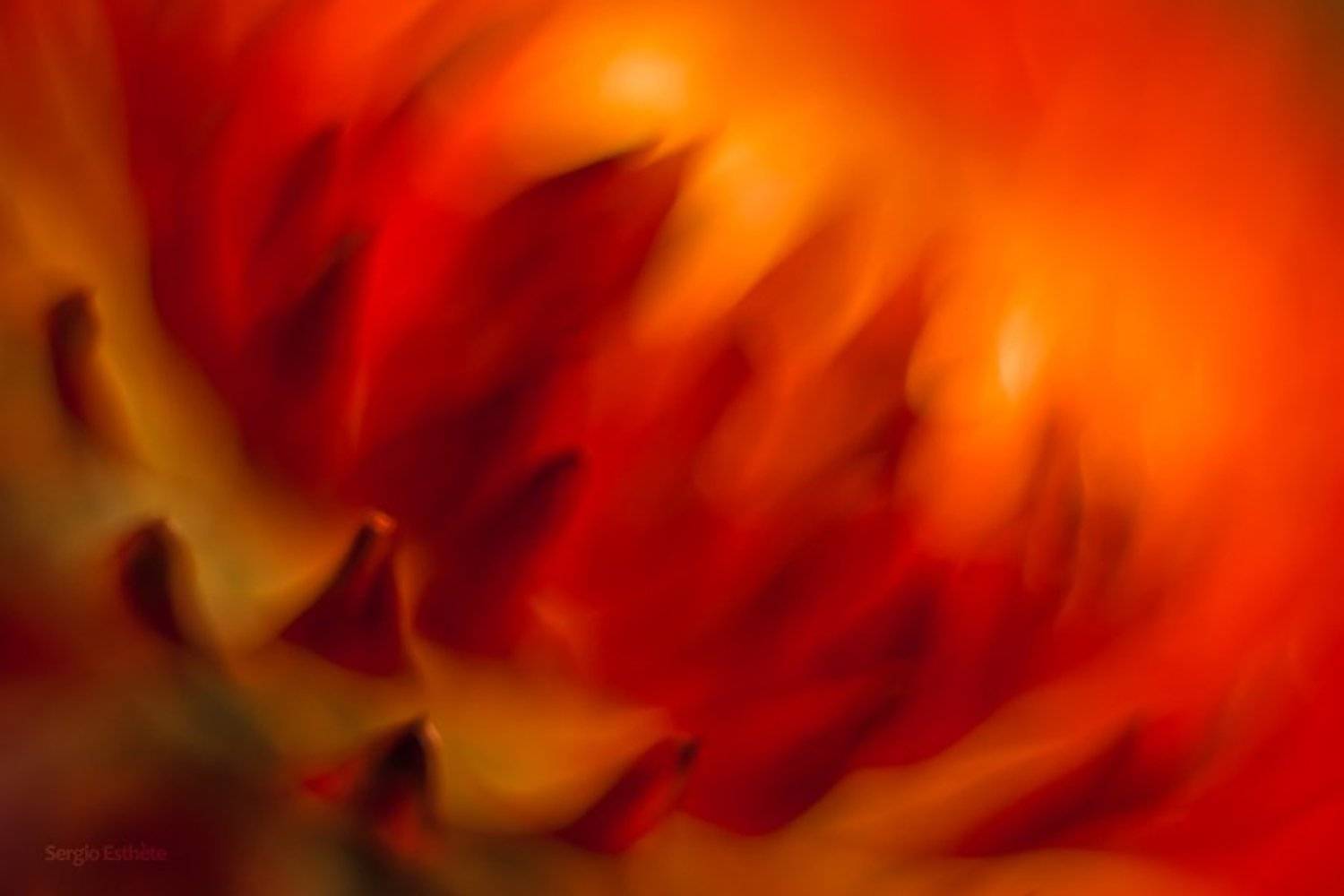 макро, цветы, лепестки, Sergio Esthete