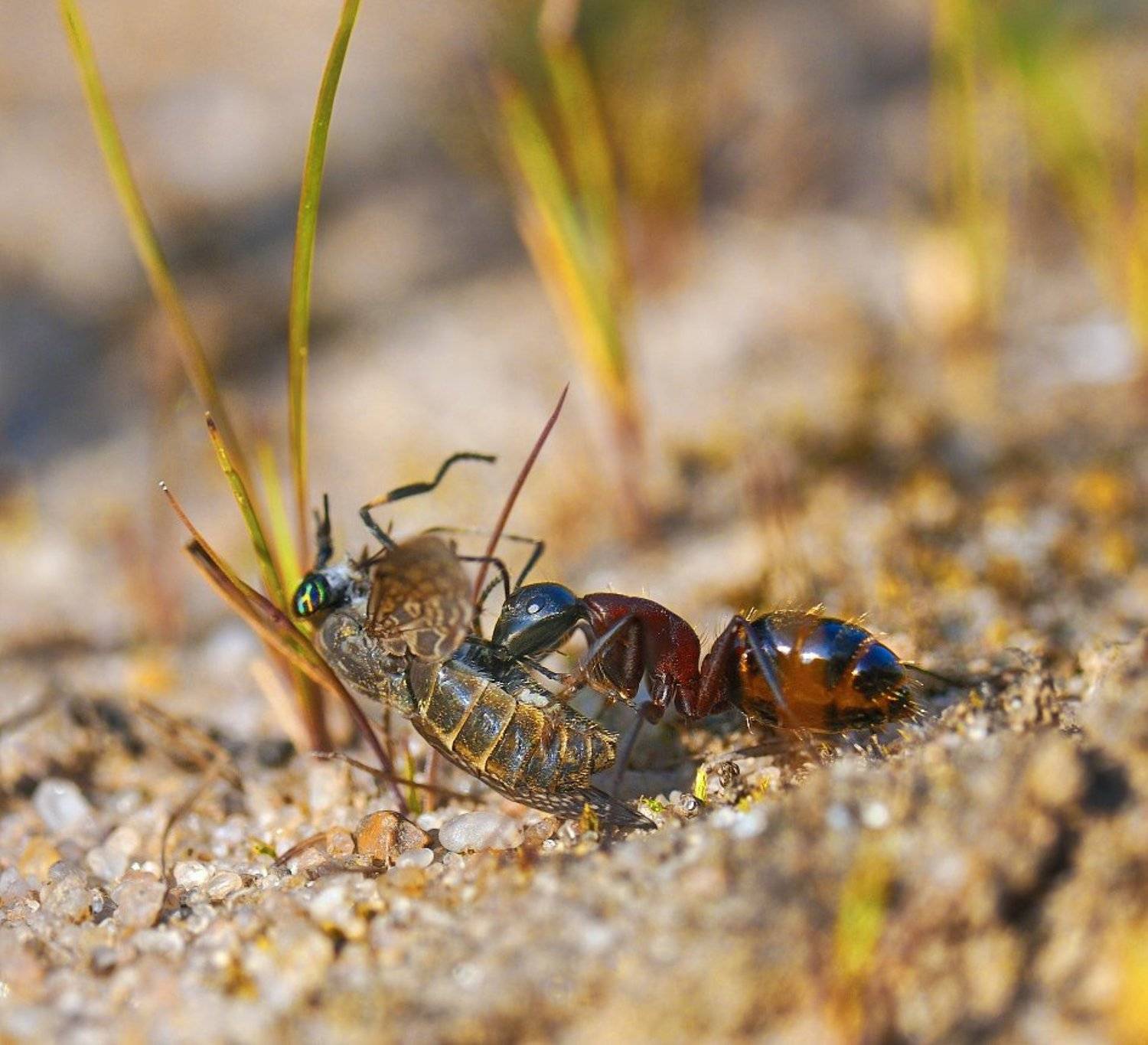 , Курочкин Валерий
