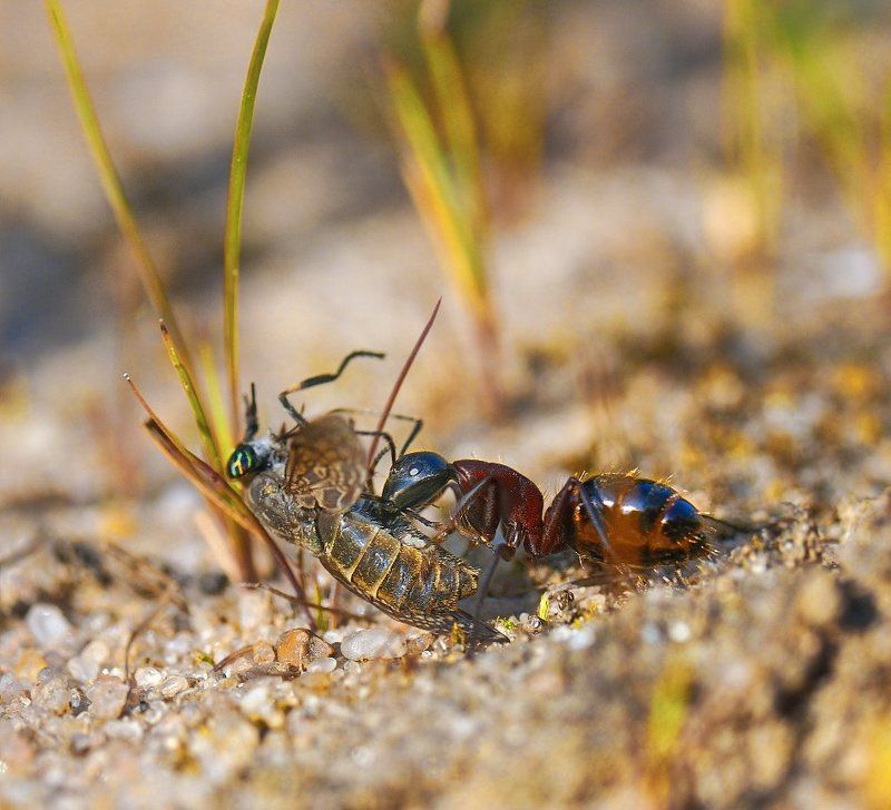 Ты обидел младшенького?! фото превью