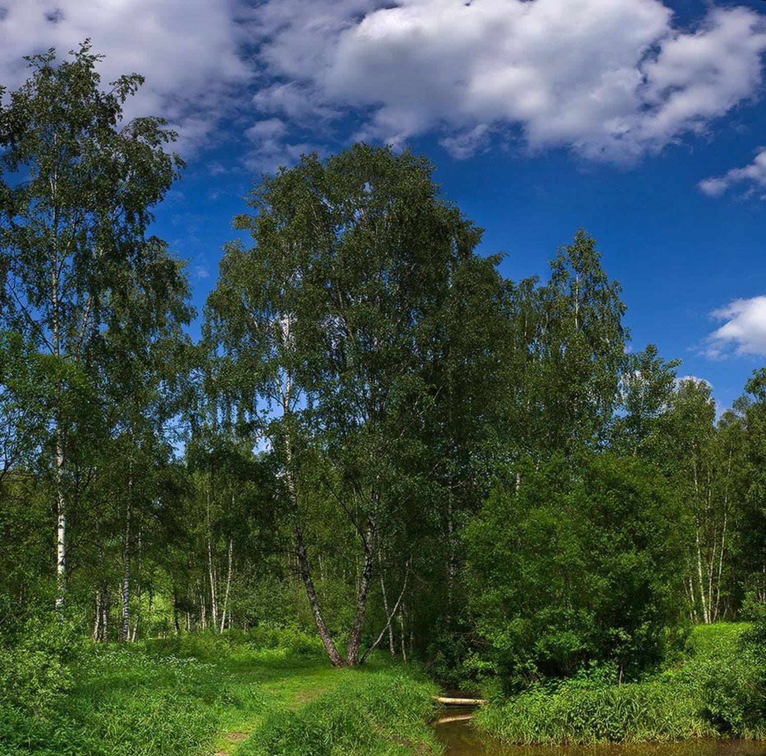 пейзаж, лето, берёзки, лосиный, остров, Роман Введенский