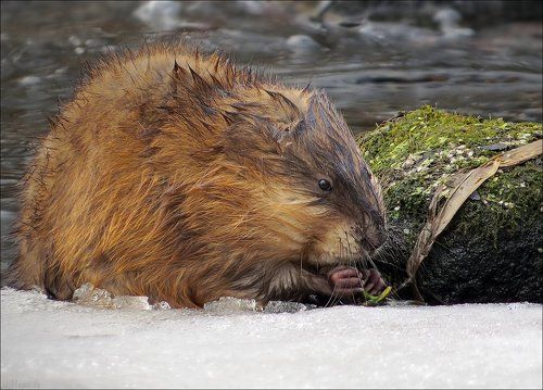 Из жизни ондатры...