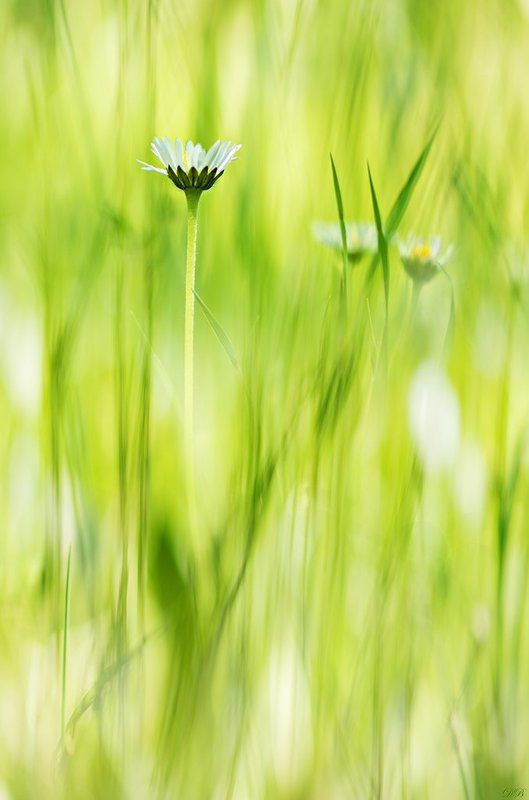 color, colors, color image, flower, flowers, green, image, macro, nature, photography, white, Little Marguerite фото превью
