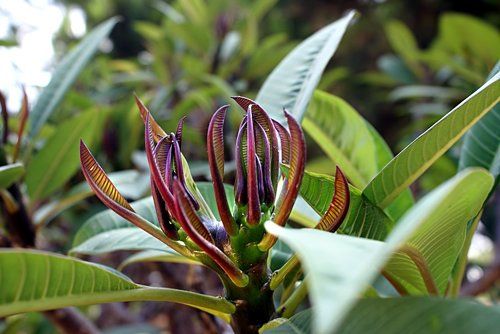 Plumeria or Frangipani in spring
