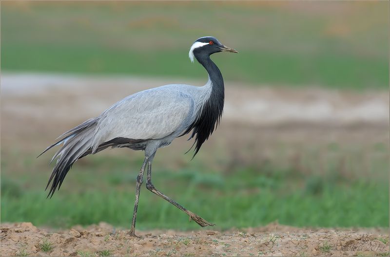 птицы, природа,  anthropoides virgo, журавль-красавка, весна, апрель, 2016, саратовская область Журавль-красавка фото превью