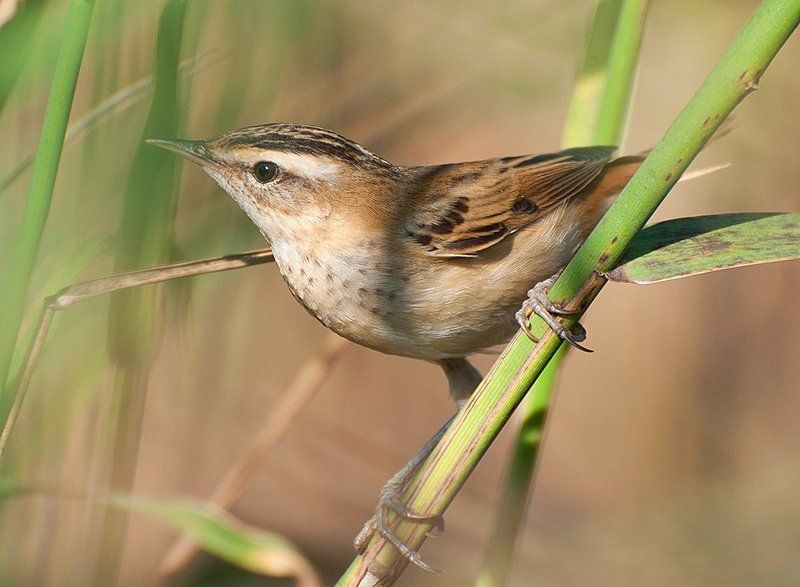 Камышовка барсучок фото превью