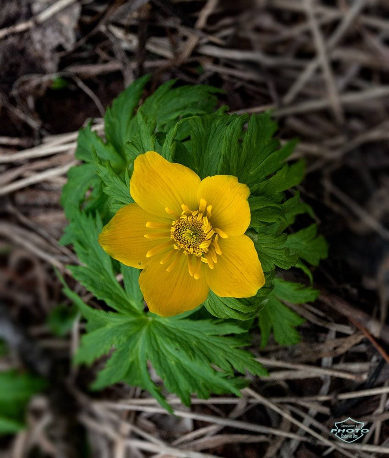 , Владимир Гамаюнов