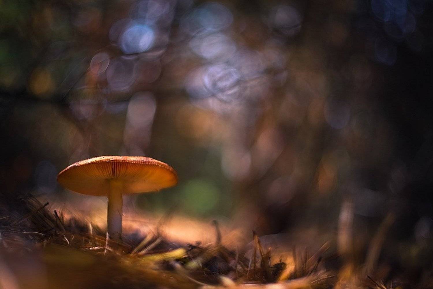 , Вячеслав Мищенко