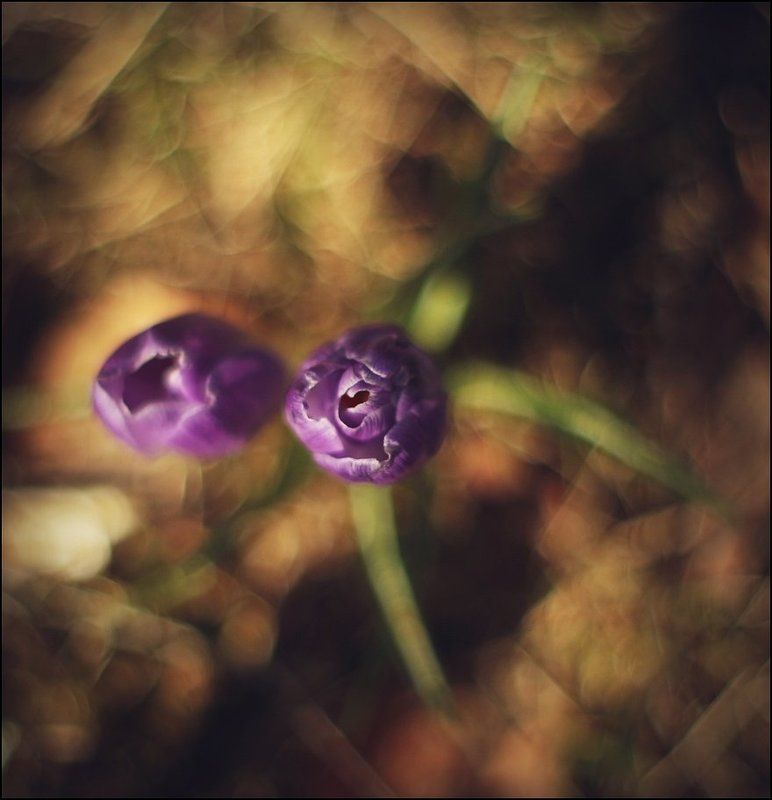 ... фото превью