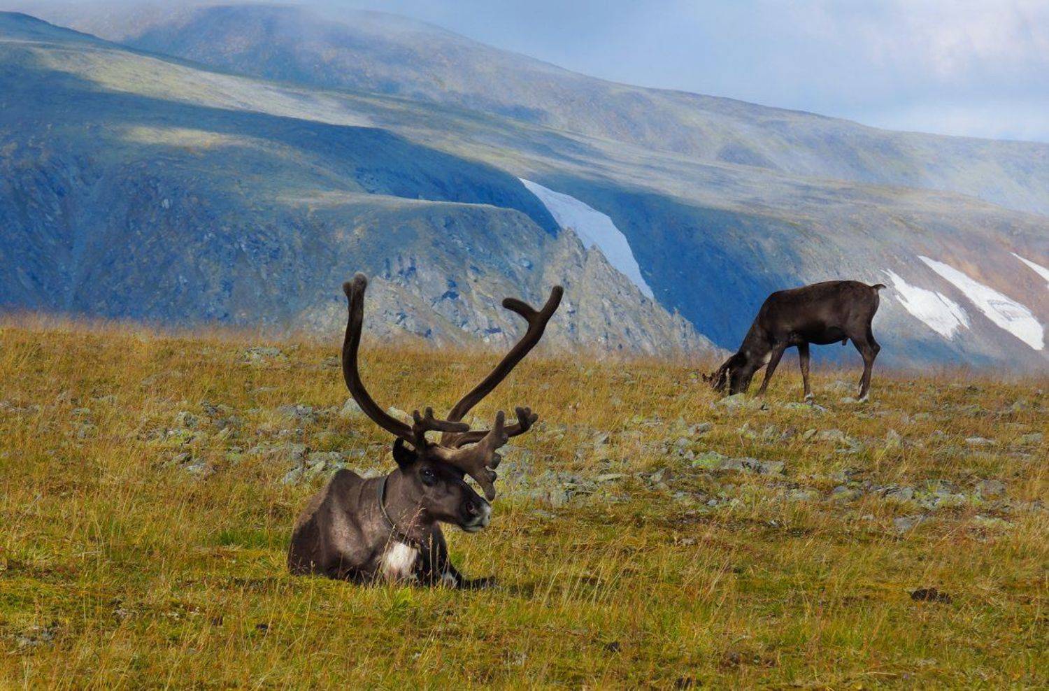 олень,живность,север,горы,урал,deer,livestock,north,mountains,the urals,, Дмитрий Ильин