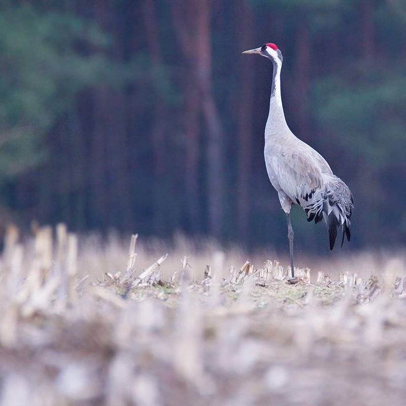 , Pawel Plucinski