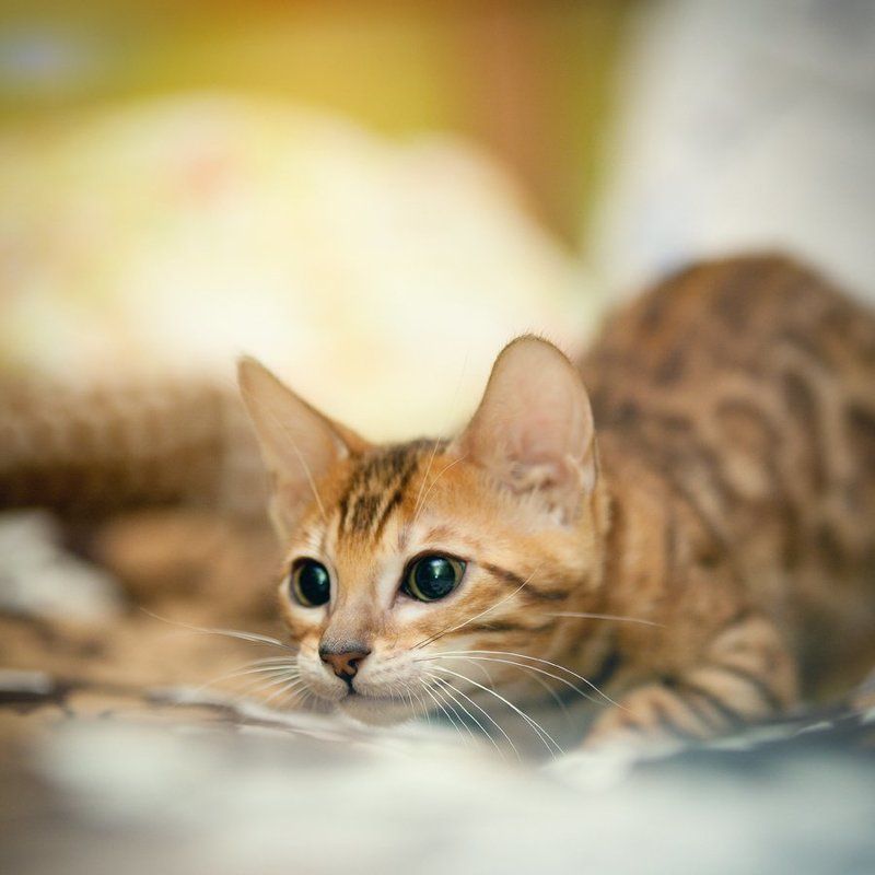 mr.filler Комнатный леопард ))) фото превью