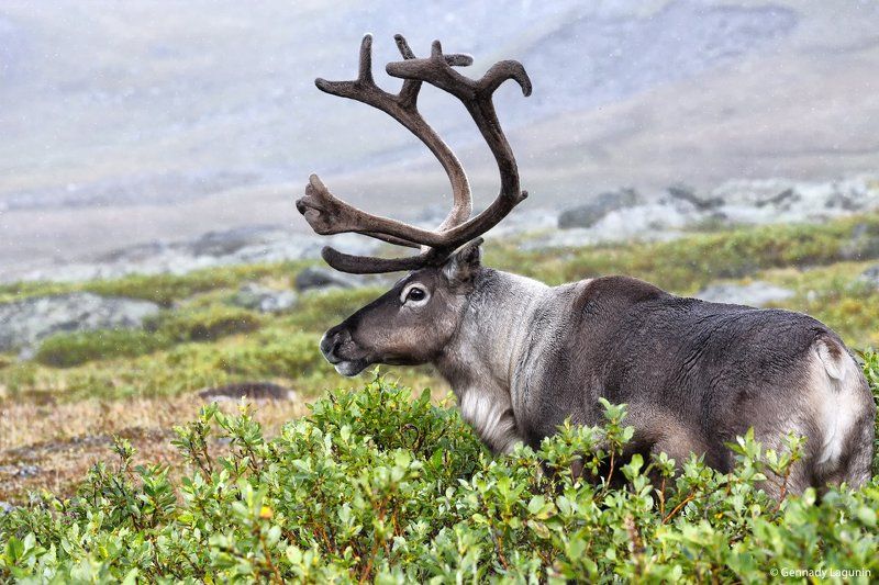 Portfolio фото превью