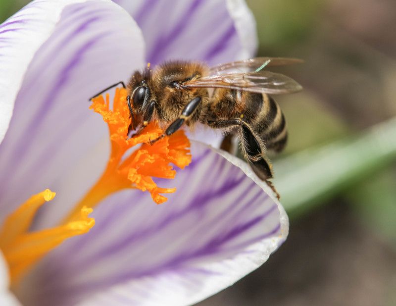 bee, crocus, flower, macro, insect, close up Messenger of Spring фото превью