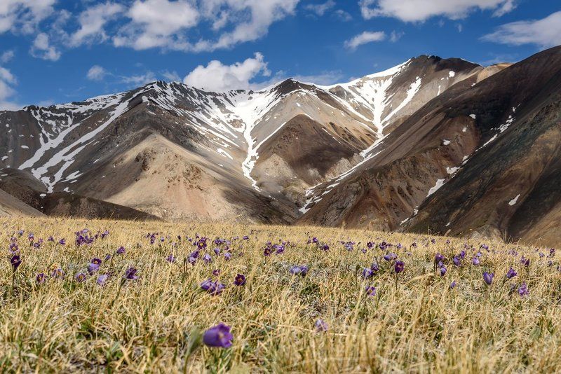 алтай, курайский, горы, подснежники, mountains, snowdrops Сон-трава на Курайском фото превью