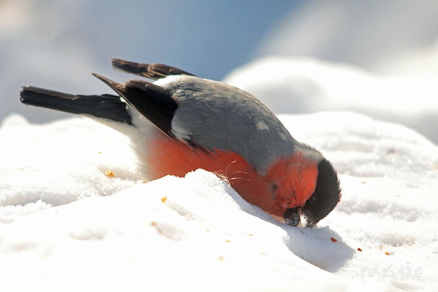 животные птицы снегирь весна, Шангареев Марс