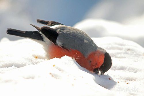Вкусный снег.