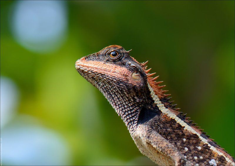 МакроТай фото превью