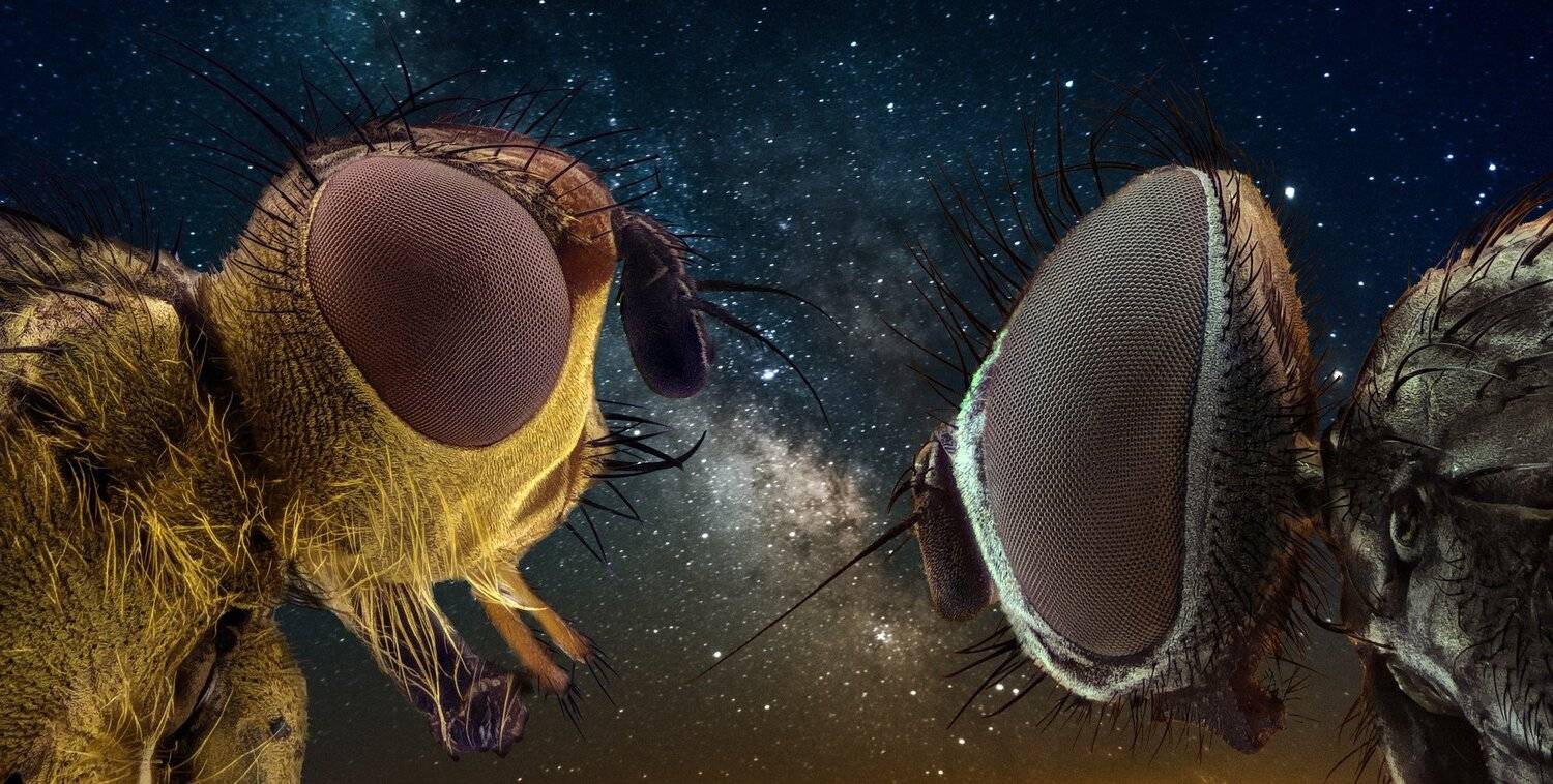 ceclii,macro,lgg4, extremmacro, Tsvetan Ganev