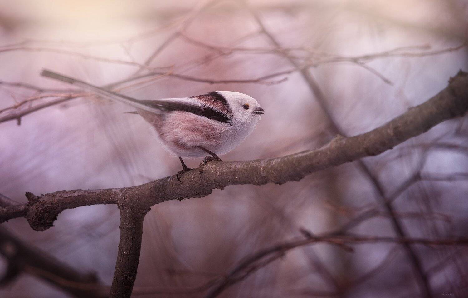 природа, лес, животные, птицы, Дмитрий Посевич