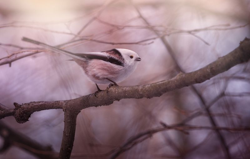 Весенним утром фото превью