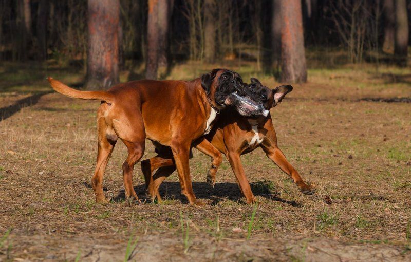 собаки боксёр лес Игры в лесу фото превью