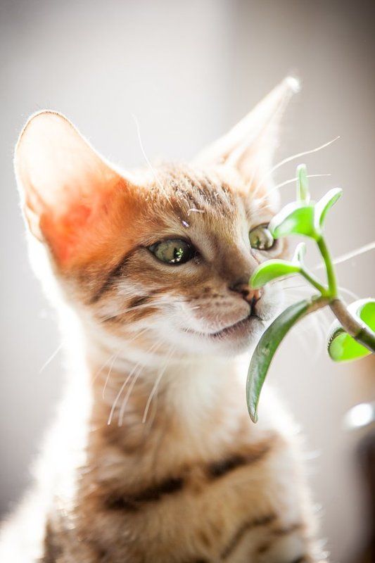 mr.filler Да я просто посмотреть! Не буду я их трогать, только понюхаю ))) фото превью