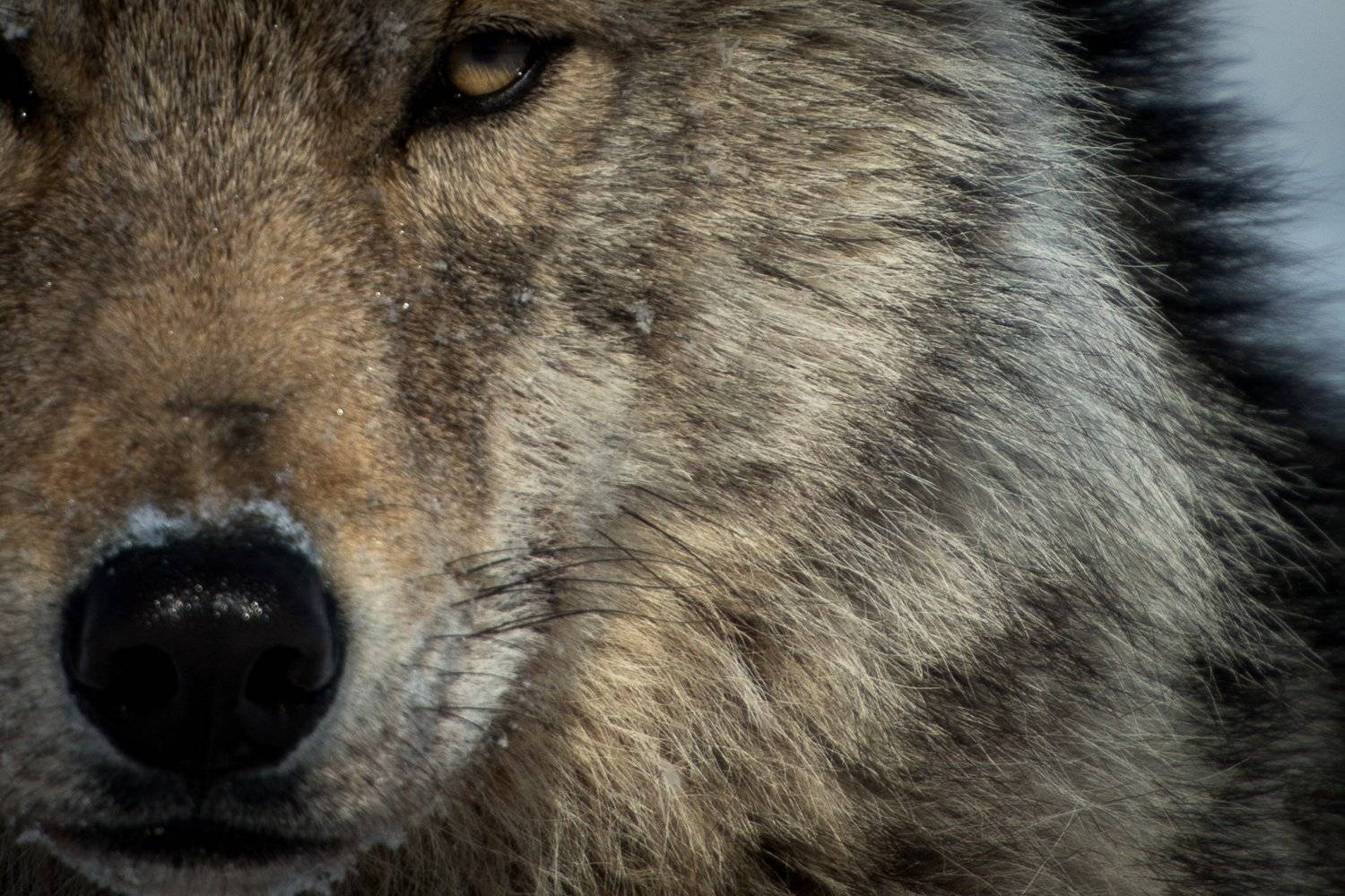 , Иван Кислов