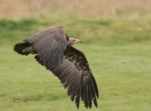 Vulture