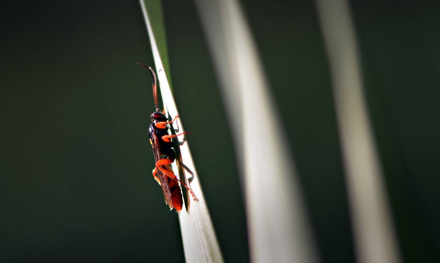 природа, макро, насекомое, наездник, Неля Рачкова