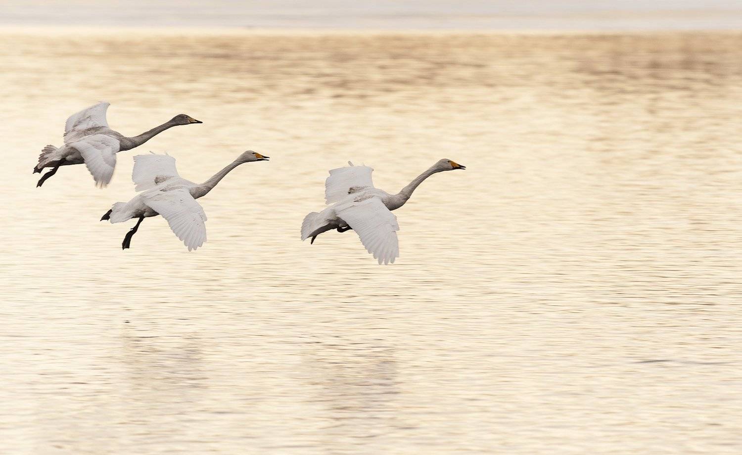 алтай, лебеди, Olga  Wolkova