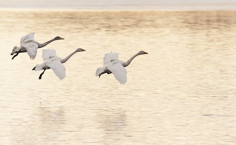 алтай, лебеди Трое на закате фото превью