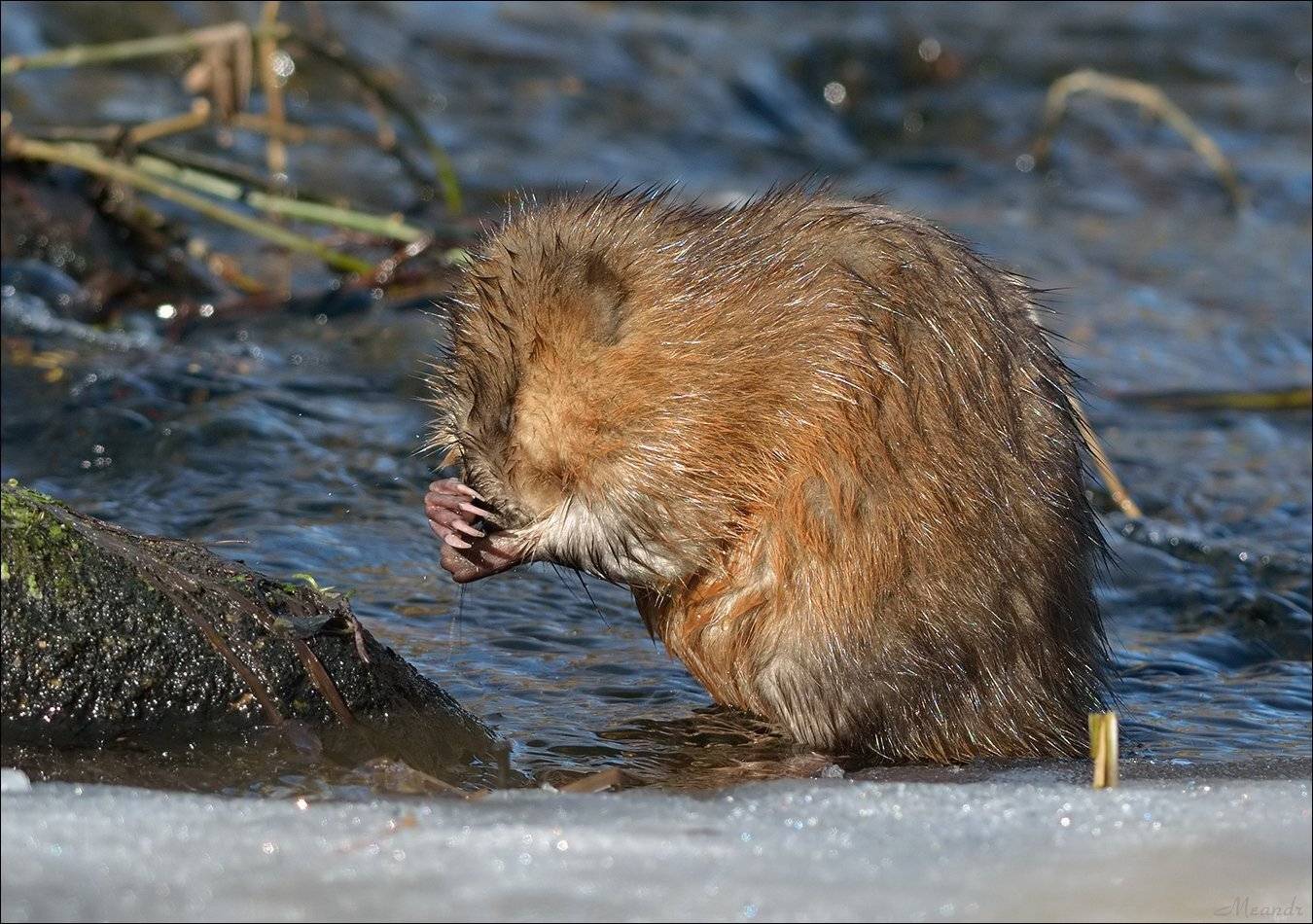 ондатра, Андрей Медведев
