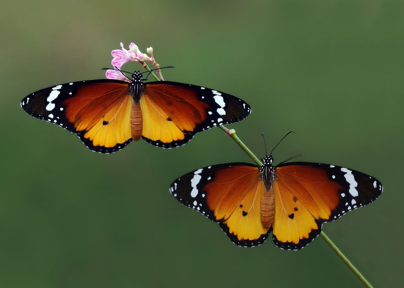 animal,nature,macro,butterfly,african monarch-plain,african queen, three Mr. and Mrs. African monarch-plain фото превью
