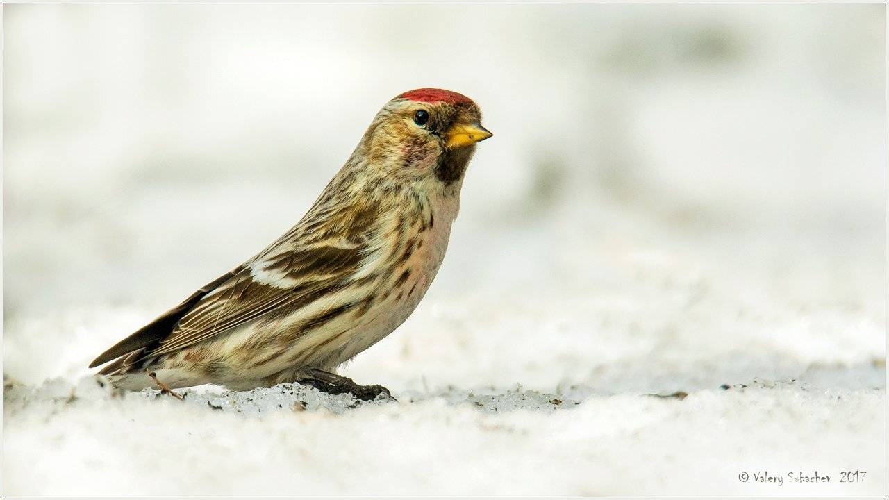 , Валерий Субачев