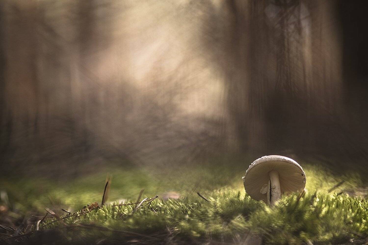 , Геннадий Мещеряков