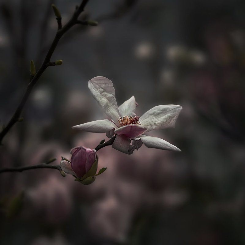 Репетиция весны фото превью