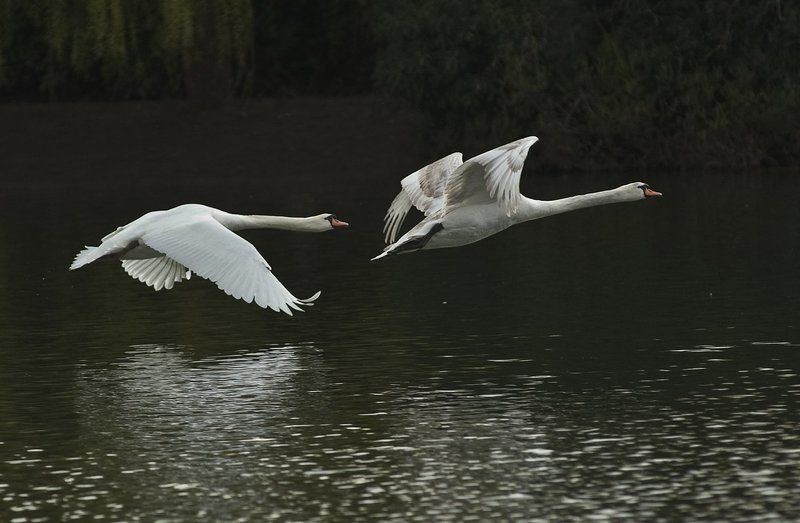 Wild swan фото превью