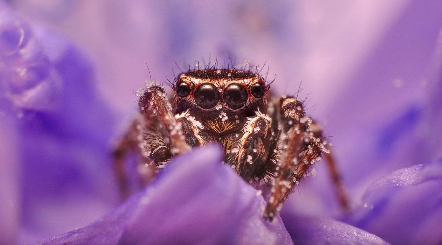 природа, паук, макро, глаза, паук-скакун, портрет, животные, лето, хищник, nikon, взгляд, Рустам Афлятунов