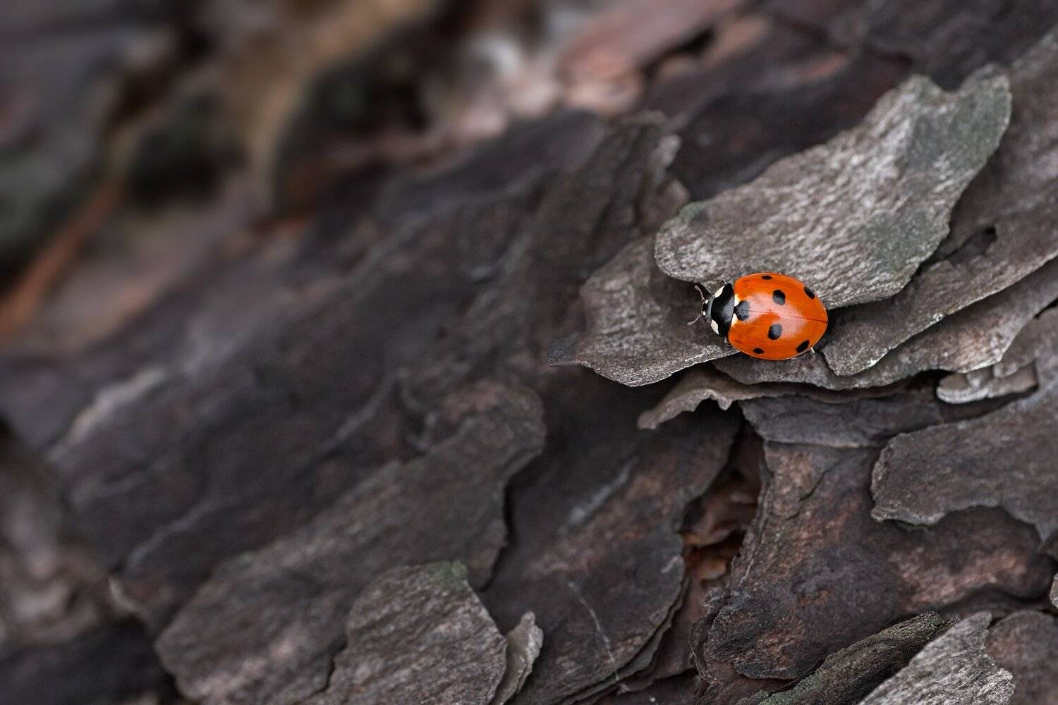 жук, кора, крылья, лапы, тень, черный, красный, Юрий Котов