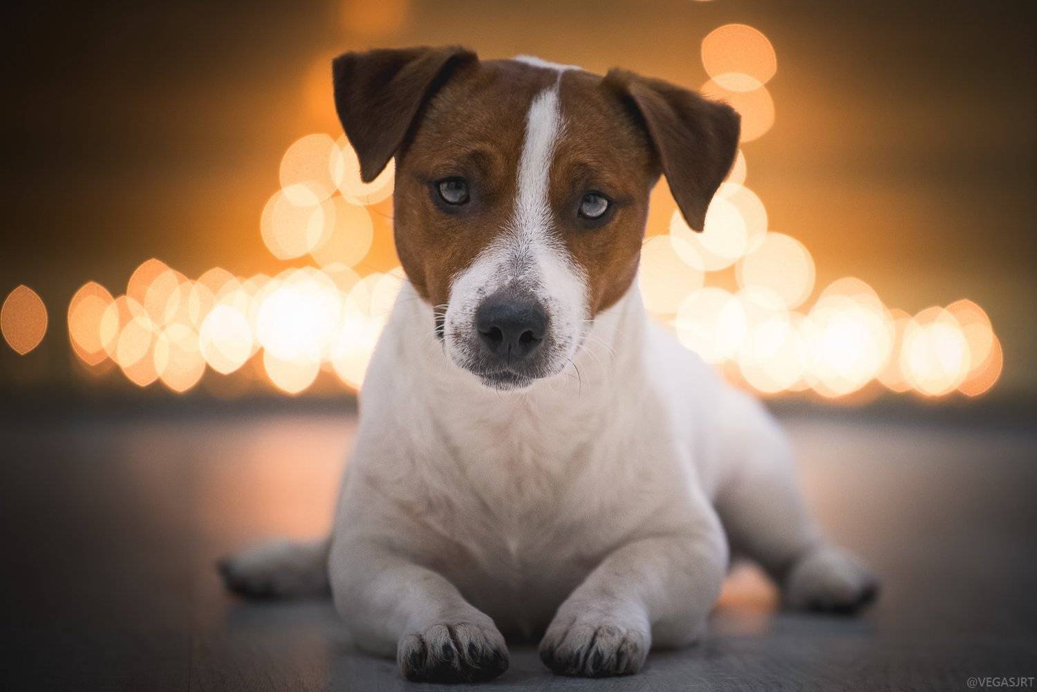 джек расселл терьер, дрт, джек рассел, терьер, собака, боке, Irina
